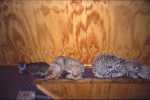 0331 Puerto Natales.jpg